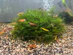 Neocaradina garnalen 10 stuks €5, Kreeft, Krab of Garnaal, Zoetwatervis