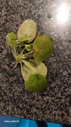 Waterplanten en 4 vissen, Dieren en Toebehoren, Vissen | Aquaria en Toebehoren, Ophalen, Plant(en), Steen of Hout