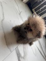 Pomeranian, Dieren en Toebehoren, Honden | Chihuahua's en Gezelschapshonden, 8 tot 15 weken, Eén hond, Nederland, Particulier