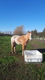 Beleerder gezocht, Dieren en Toebehoren, Stalling en Weidegang