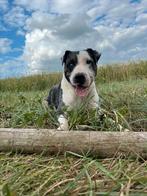 Honden uitlaatservice, Ophalen, Nieuw