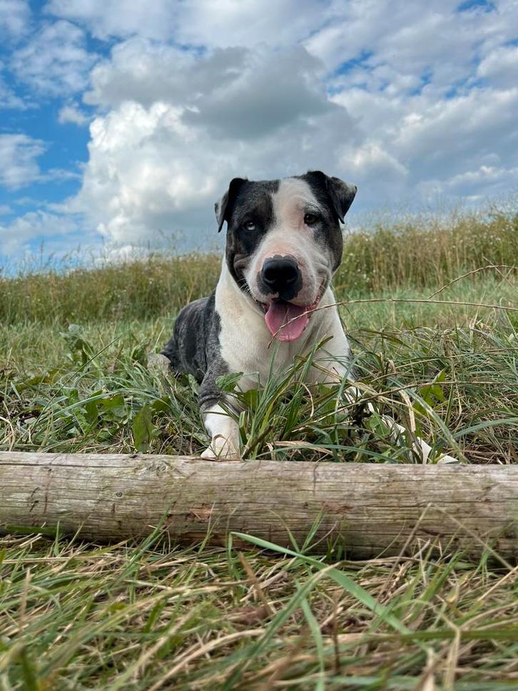 Honden uitlaatservice, Dieren en Toebehoren, Honden-accessoires, Nieuw, Ophalen