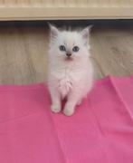 Prachtige lieve RAGDOLL KITTENS, nu 8 weken oud, Dieren en Toebehoren, Katten en Kittens | Raskatten | Langhaar, Meerdere dieren