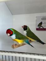 gouldamadine Goulds, Dieren en Toebehoren, Vogels | Overige Vogels, Meerdere dieren, Tropenvogel, Geringd