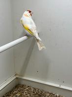 Majoor putter, Dieren en Toebehoren, Vogels | Overige Vogels, Vrouwelijk, Wildzangvogel