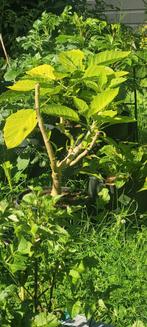 Dautura / Brugmansia, Ophalen, Overige soorten, Halfschaduw
