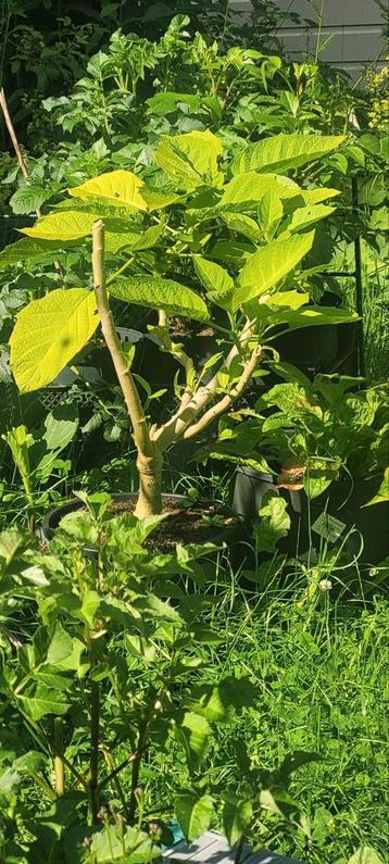 Dautura / Brugmansia beschikbaar voor biedingen