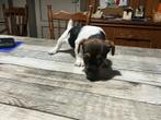 Jack-Russel, Dieren en Toebehoren, Honden | Jack Russells en Terriërs, Jack Russell Terriër, 8 tot 15 weken, Meerdere, Meerdere dieren