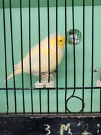 Te koop gevraagd paar koppel jonge mooie glosters, Dieren en Toebehoren, Vogels | Kanaries, Meerdere dieren