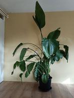 Mooie grote oude Strelitzia xxl kamerplant Moet snel weg, Ophalen, 200 cm of meer, Overige soorten, Halfschaduw