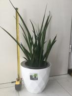 Kamerplant Sanseveria, Ophalen, Overige soorten, In pot, Minder dan 100 cm