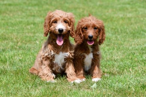 Cavapoo pups te koop, Dieren en Toebehoren, Honden | Chihuahua's en Gezelschapshonden, Meerdere dieren, Overige rassen, Fokker | Professioneel