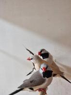 Spitsstaartamadine | Mooie vogels | Passend advies, Dieren en Toebehoren, Meerdere dieren, Tropenvogel