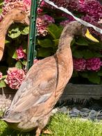 Prachtige Indische loopeend woerd, Dieren en Toebehoren, Pluimvee, Mannelijk, Eend