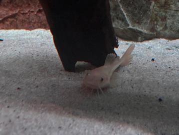 Platinum Redtail Catfish beschikbaar voor biedingen