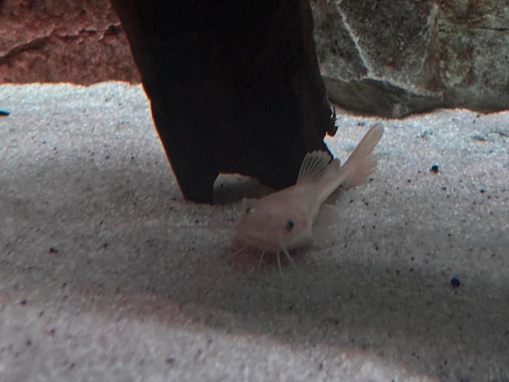 Platinum Redtail Catfish, Dieren en Toebehoren, Vissen | Aquariumvissen, Kreeft, Krab of Garnaal