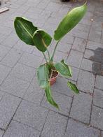 Strelitzia en andere planten zie foto,s, Tuin en Terras, Planten | Tuinplanten, Ophalen, Zomer