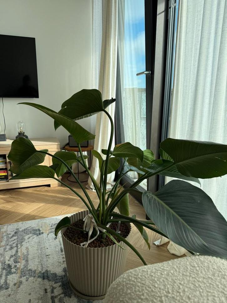 Strelitzia Nicolai - Paradijsvogelplant, Huis en Inrichting, Kamerplanten, Overige soorten, Minder dan 100 cm, Groene kamerplant