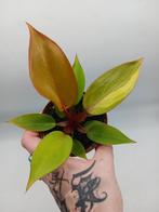 Philodendron Prince of Orange Variegata, Huis en Inrichting, Kamerplanten, Overige soorten, Minder dan 100 cm, Ophalen of Verzenden