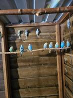 Mooie  Broedrijpe grasparkieten, Meerdere dieren, Parkiet