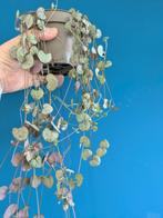 Ceropegia Woodii (variegata)/ Lantaarnplantje, Ophalen of Verzenden, Halfschaduw, Minder dan 100 cm