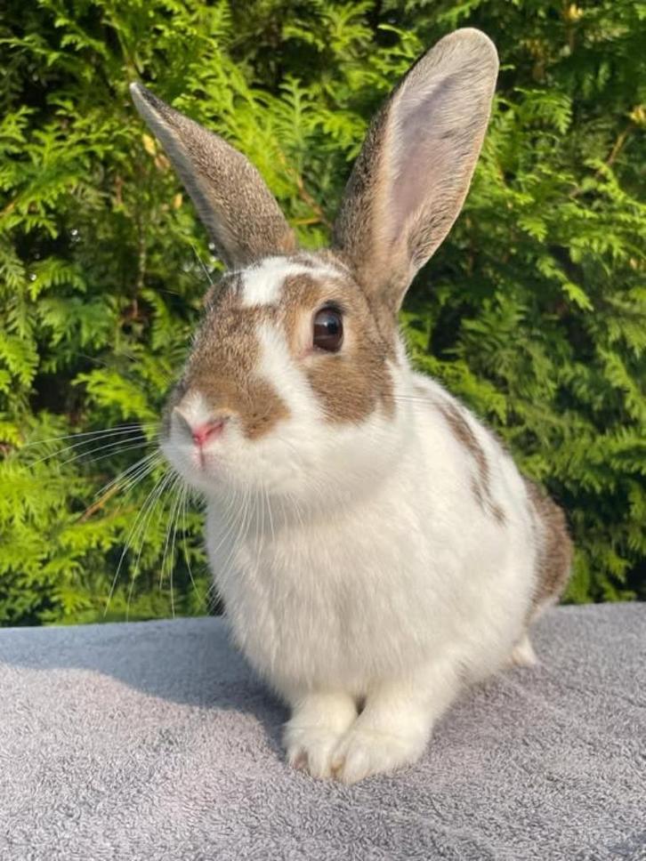 Bean zoekt een huisje! (gecastreerd en gevaccineerd), Dieren en Toebehoren, Konijnen, Klein, Mannelijk, 0 tot 2 jaar