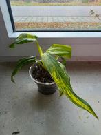 Philodendron Mango Shake, Ophalen of Verzenden