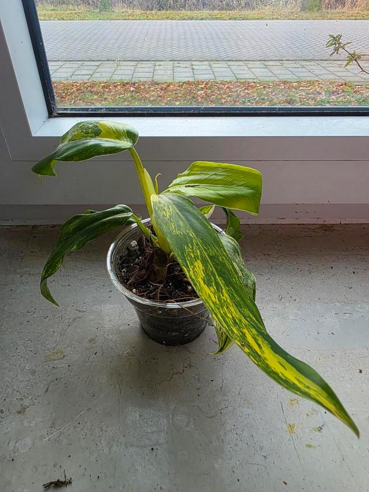 Philodendron Mango Shake, Huis en Inrichting, Kamerplanten, Ophalen of Verzenden