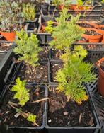 Bio planten van Atemisia 'Coca cola', Ophalen of Verzenden, Zomer, Volle zon