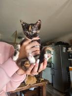 Kittens te koop, Dieren en Toebehoren, Katten en Kittens | Overige Katten, Meerdere dieren, Kortharig, 0 tot 2 jaar