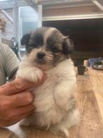 Hele mooie pups kruising pomeriaan en een boomertje, Rabiës (hondsdolheid), Overige rassen, 8 tot 15 weken, Meerdere