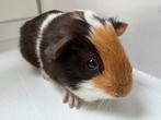 Lief beertje Dex, September, Mannelijk, Cavia
