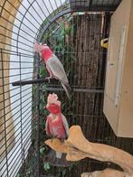 Koppel kaketoes, Meerdere dieren, Parkiet