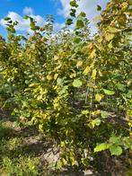 Corylus av. ‘Cosford’, Ophalen, Overige soorten, Halfschaduw, 100 tot 250 cm