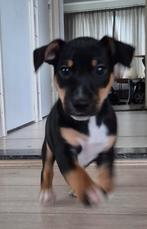 Mooie Jack pup reu, Jack Russell Terriër, Reu, Eén hond, Nederland