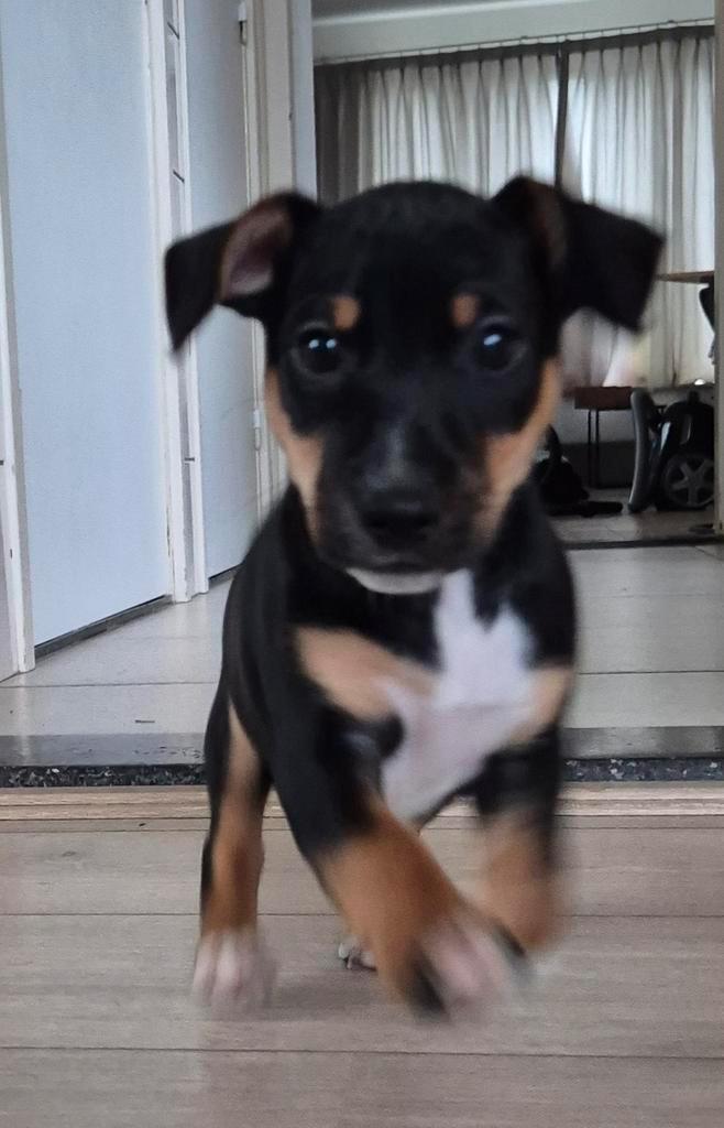 Mooie Jack pup reu, Dieren en Toebehoren, Honden | Jack Russells en Terriërs, Reu, Jack Russell Terriër, Particulier, Eén hond