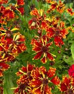 Coreopsis Incredible Sea Shells mix, Ophalen of Verzenden, Voorjaar, Volle zon, Zaad