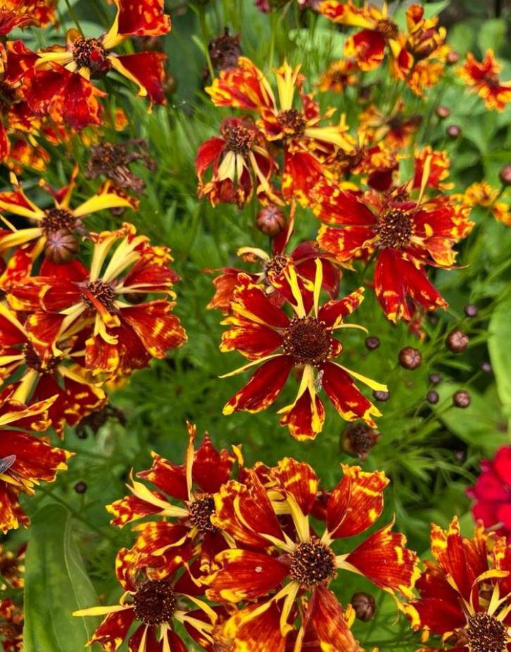 Coreopsis Incredible Sea Shells mix, Tuin en Terras, Bloembollen en Zaden, Zaad, Voorjaar, Volle zon, Ophalen of Verzenden
