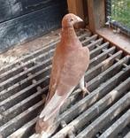 Mooie kleurpostduif kleurpostduiven, Dieren en Toebehoren, Vogels | Duiven, Mannelijk, Postduif