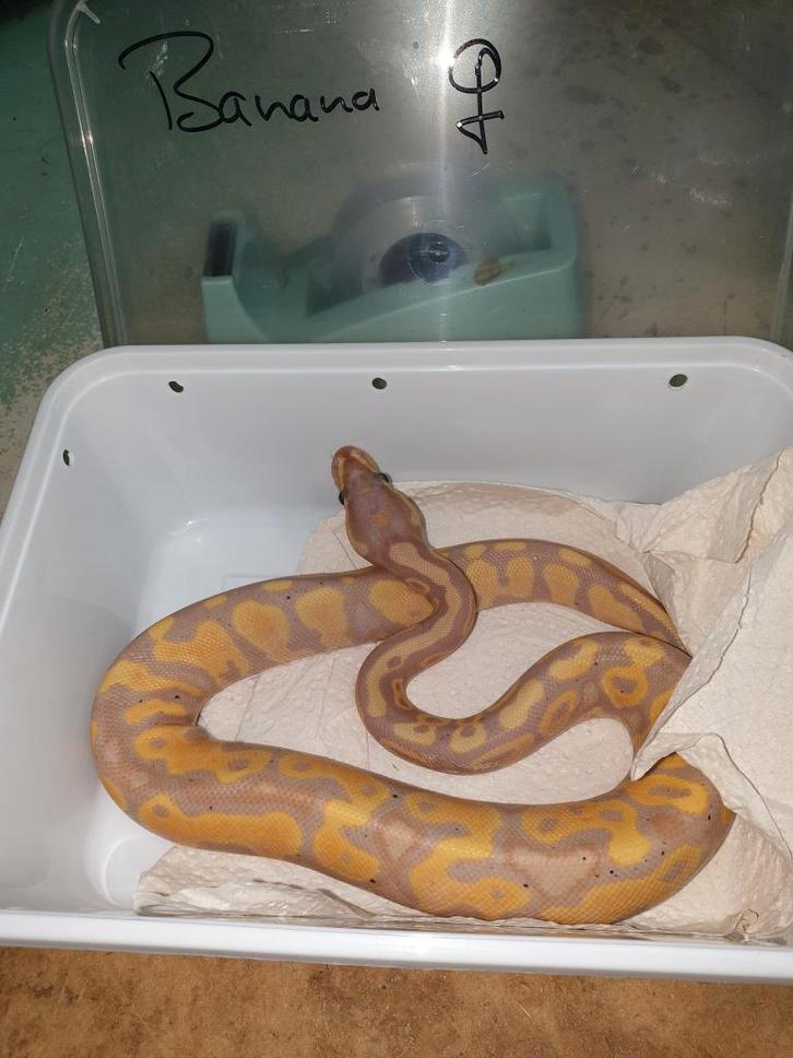 Diverse reptielen en benodigheden., Dieren en Toebehoren, Reptielen en Amfibieën, Overige soorten, 0 tot 2 jaar, Met terrarium