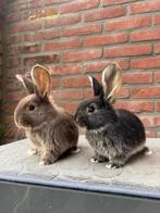 Duitse reuzen, Dieren en Toebehoren, Konijnen, Meerdere dieren, Groot, 0 tot 2 jaar