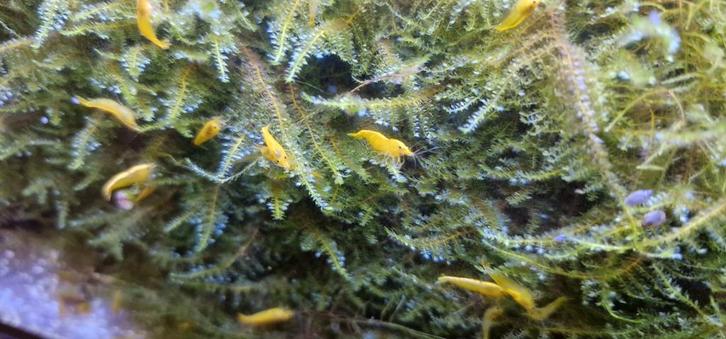 Citroen garnaaltjes, Dieren en Toebehoren, Vissen | Aquariumvissen, Zoetwatervis, Kreeft, Krab of Garnaal, Schoolvis