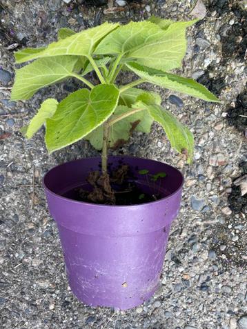 Stekken van Boom/struik Paulownia tomentosa beschikbaar voor biedingen