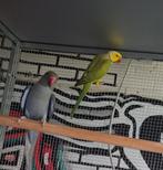 Bewezen koppel halsbandparkieten, Dieren en Toebehoren, Vogels | Parkieten en Papegaaien, Meerdere dieren, Parkiet