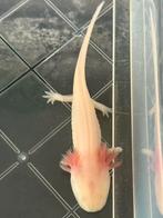 Baby Axolotl Roze/wit Albino, Dieren en Toebehoren, Amfibie, 0 tot 2 jaar