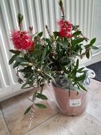 Rode lampenpoetser plant / Callistemon Citinus / struik tuin, Tuin en Terras, Planten | Tuinplanten, Zomer, Overige soorten, Ophalen