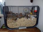 Russische hamster man, Dieren en Toebehoren, Knaagdieren, Mannelijk, Hamster