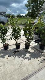 Camelia’s dr king super groot vakantie aanbieding 24,50, Tuin en Terras, Planten | Tuinplanten, Vaste plant, Halfschaduw, Lente