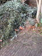 Eucalyptus gratis afhalen, Tuin en Terras, Ophalen, Volle zon, Overige soorten, Minder dan 100 cm