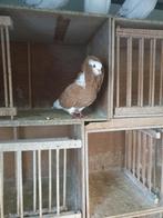 1 koppel oud Hollandse capucijners te koop, Dieren en Toebehoren, Vogels | Duiven, Meerdere dieren, Overige soorten